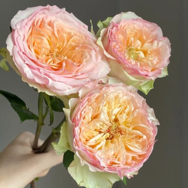 Butterfly Princess Rose