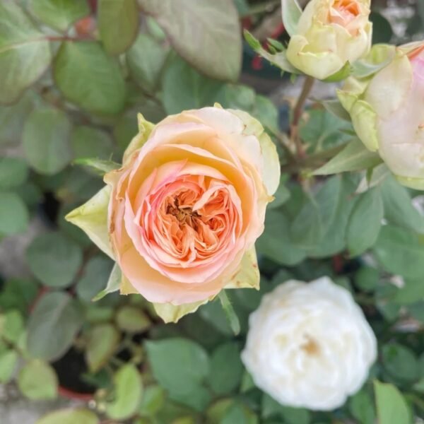 Butterfly Princess Rose