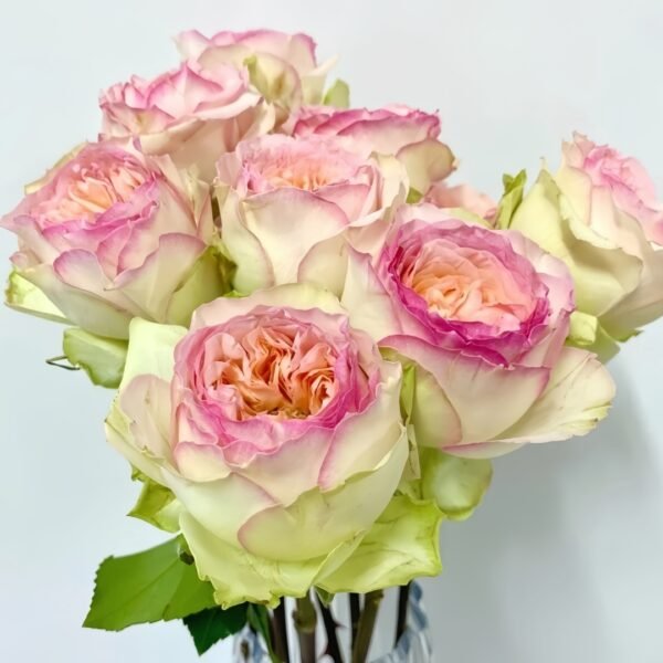 Butterfly Princess Rose