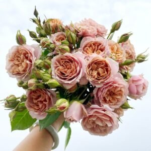 Caffe Latte Rose