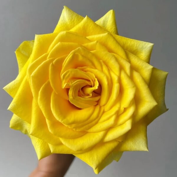 Canary Rose