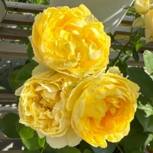 Canary Rose