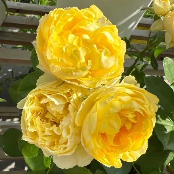 Canary Rose