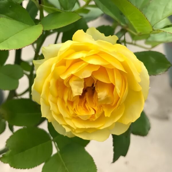 Canary Rose