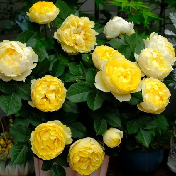 Canary Rose