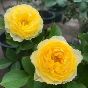Canary Rose