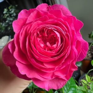 Capability Rose