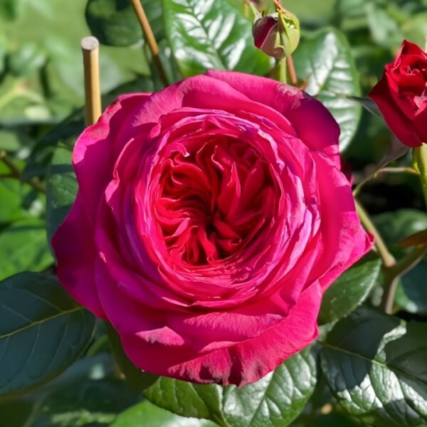 Capability Rose