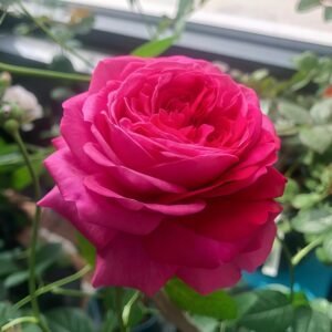 Capability Rose