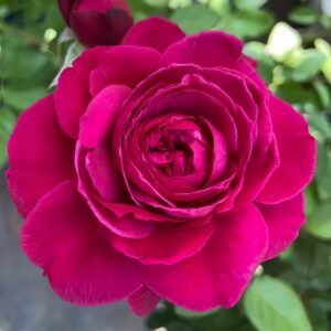 Capability Rose
