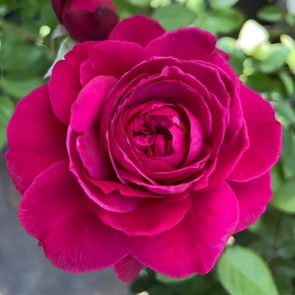 Capability Rose
