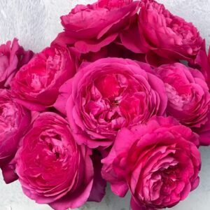 Capability Rose