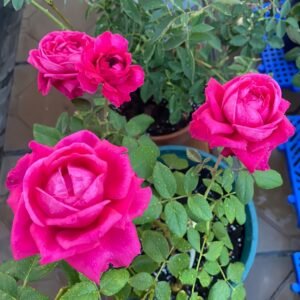 Capability Rose