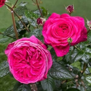 Capability Rose