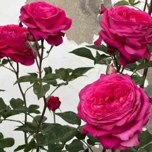 Capability Rose