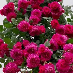 Capability Rose