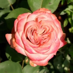 Cappuccino Rose