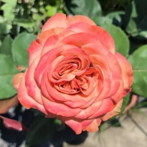 Cappuccino Rose