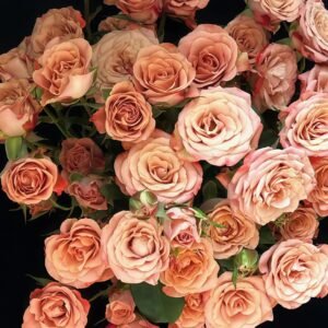 Cappuccino Rose Plant｜卡布奇诺 - 图片 10