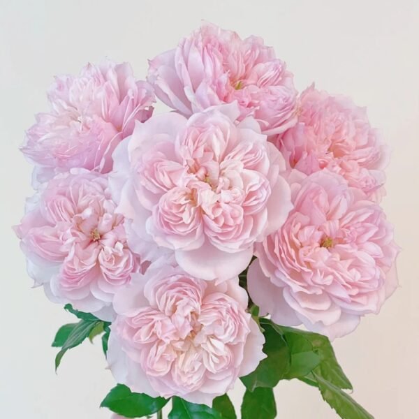 Cecil de Volages Rose