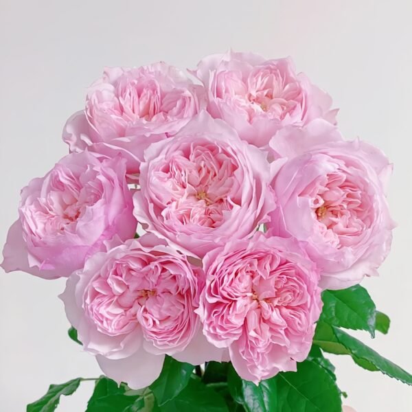 Cecil de Volages Rose