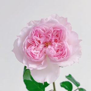 Cecil de Volages Rose