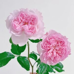 Cecil de Volages Rose