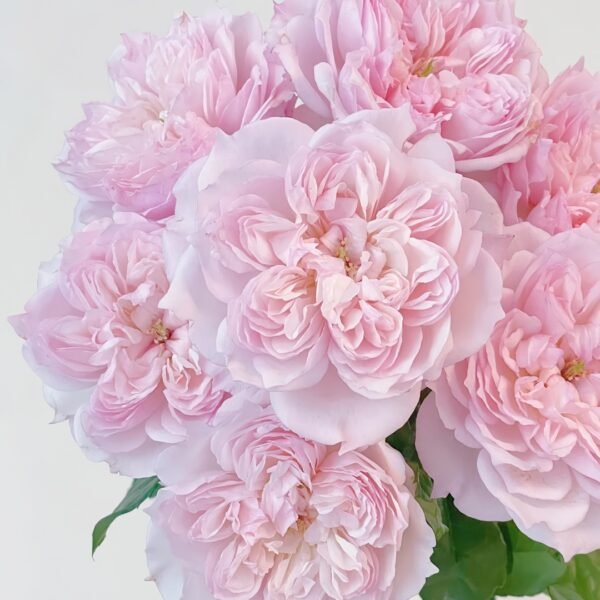 Cecil de Volages Rose