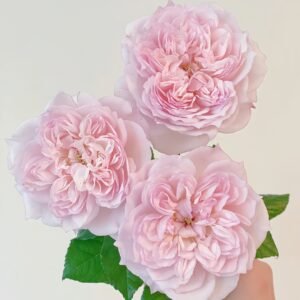 Cecil de Volages Rose