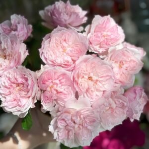 Cecil de Volages Rose