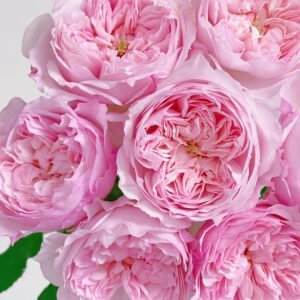 Cecil de Volages Rose Plant | 蝶之舞玫瑰 - 图片 10