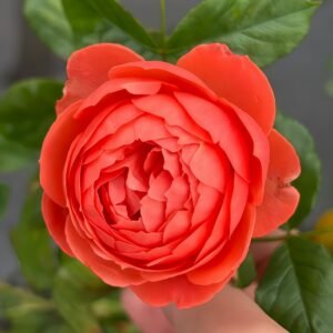 Chi Yan Rose