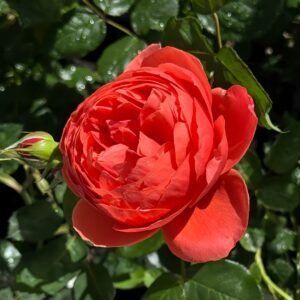 Chi Yan Rose