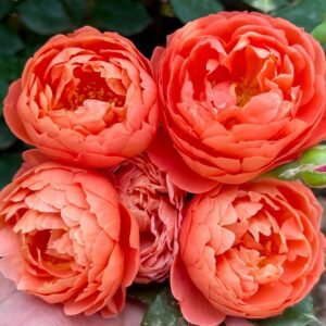 Chi Yan Rose
