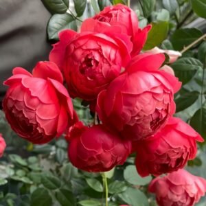 Chi Yan Rose