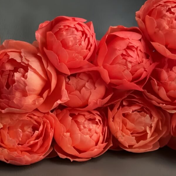 Chi Yan Rose