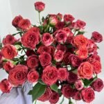 Chocolate Bubbles Rose