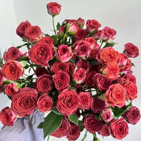 Chocolate Bubbles Rose