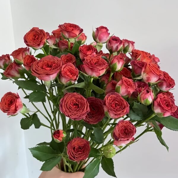 Chocolate Bubbles Rose