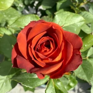 Chocolate Bubbles Rose