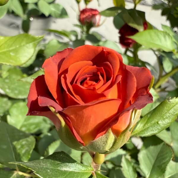 Chocolate Bubbles Rose