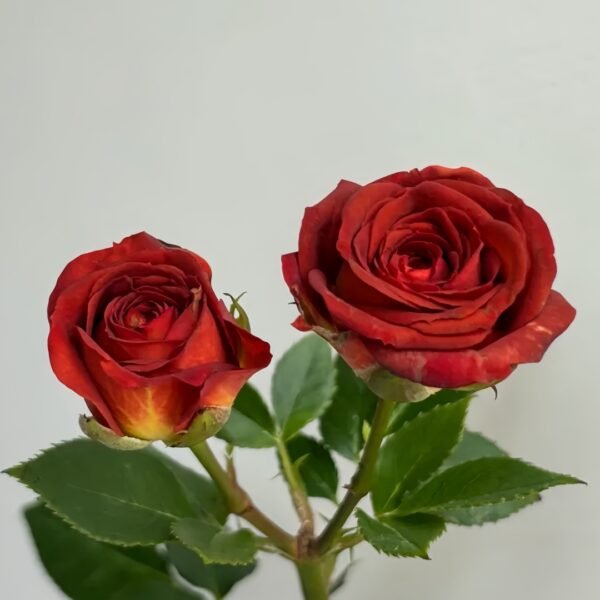 Chocolate Bubbles Rose