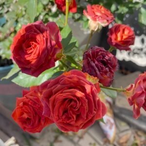 Chocolate Bubbles Rose