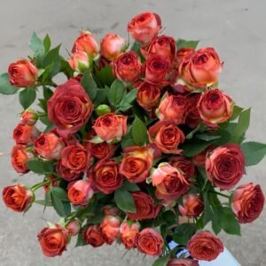 Chocolate Bubbles Rose