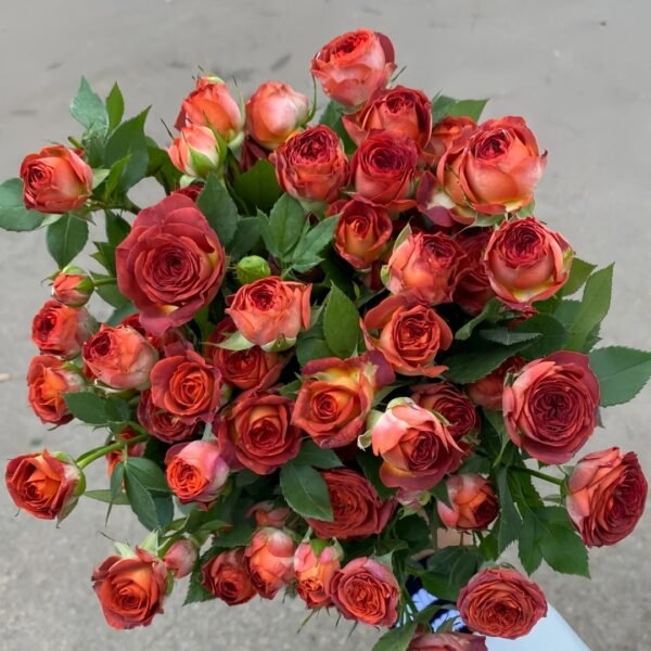 Chocolate Bubbles Rose