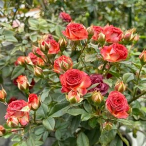 Chocolate Bubbles Rose