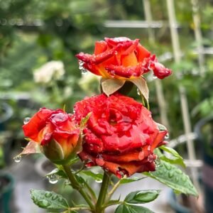 Chocolate Bubbles Rose