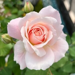 Chou Chou Rose