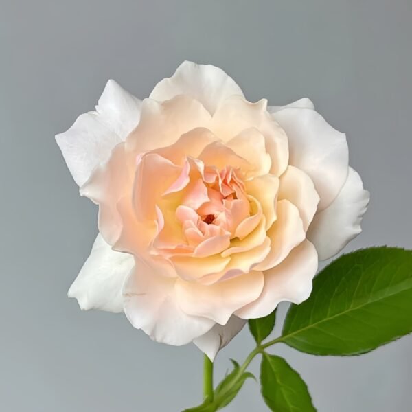 Chou Chou Rose