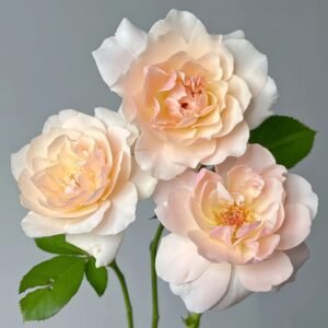 Chou Chou Rose